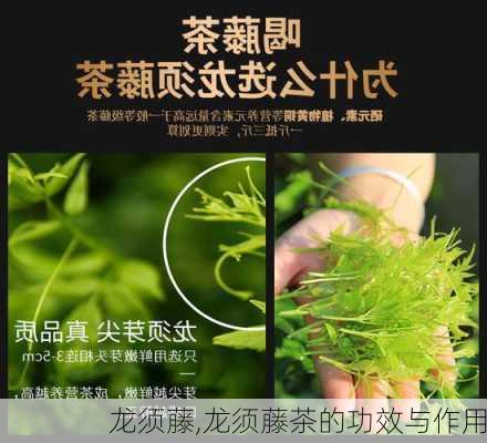 龙须藤,龙须藤茶的功效与作用-第2张图片-花卉百科