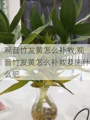 观音竹发黄怎么补救,观音竹发黄怎么补救要施什么肥