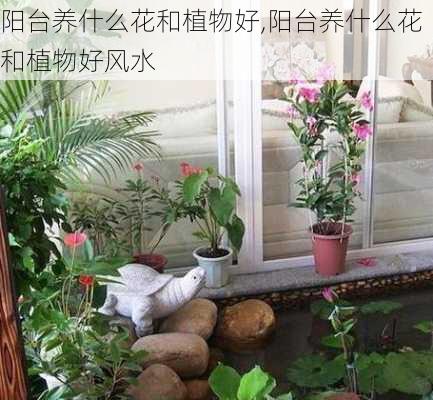 阳台养什么花和植物好,阳台养什么花和植物好风水