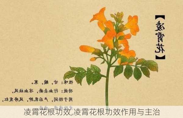 凌霄花根功效,凌霄花根功效作用与主治