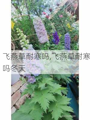 飞燕草耐寒吗,飞燕草耐寒吗冬天-第1张图片-花卉百科