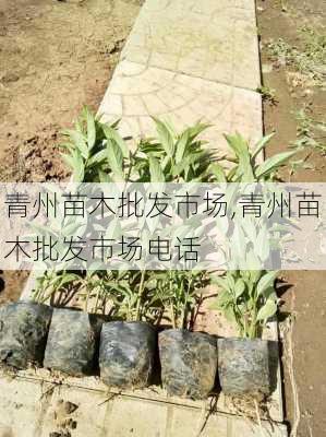 青州苗木批发市场,青州苗木批发市场电话-第1张图片-花卉百科