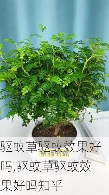 驱蚊草驱蚊效果好吗,驱蚊草驱蚊效果好吗知乎