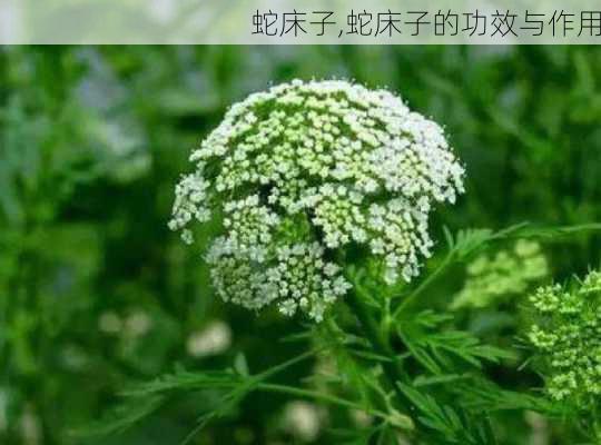 蛇床子,蛇床子的功效与作用-第3张图片-花卉百科