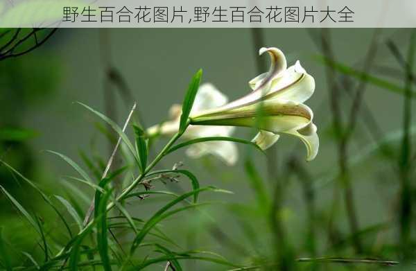 野生百合花图片,野生百合花图片大全