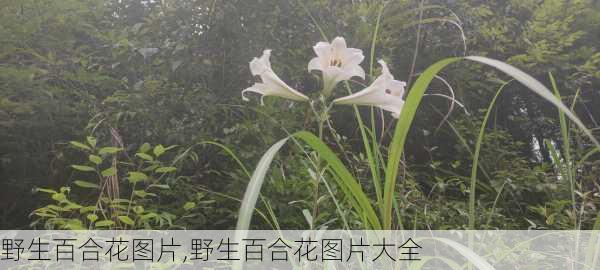 野生百合花图片,野生百合花图片大全-第3张图片-花卉百科