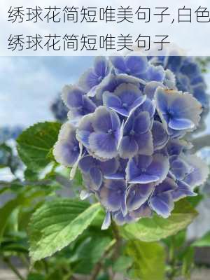 绣球花简短唯美句子,白色绣球花简短唯美句子