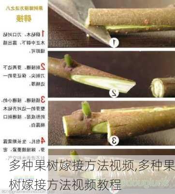 多种果树嫁接方法视频,多种果树嫁接方法视频教程-第2张图片-花卉百科