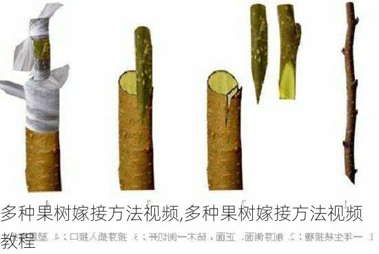 多种果树嫁接方法视频,多种果树嫁接方法视频教程-第3张图片-花卉百科