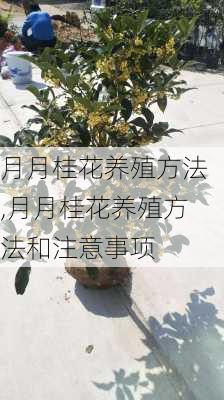 月月桂花养殖方法,月月桂花养殖方法和注意事项