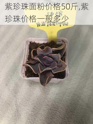 紫珍珠面粉价格50斤,紫珍珠价格一般多少-第1张图片-花卉百科