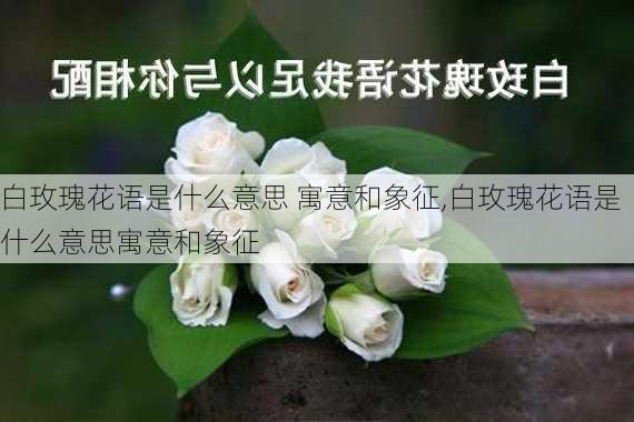 白玫瑰花语是什么意思 寓意和象征,白玫瑰花语是什么意思寓意和象征-第1张图片-花卉百科