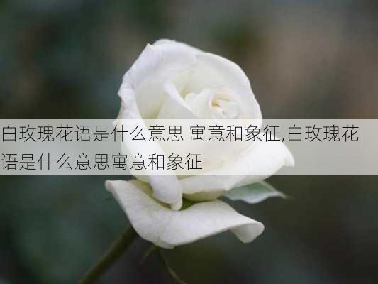 白玫瑰花语是什么意思 寓意和象征,白玫瑰花语是什么意思寓意和象征-第3张图片-花卉百科