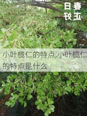 小叶榄仁的特点,小叶榄仁的特点是什么-第1张图片-花卉百科