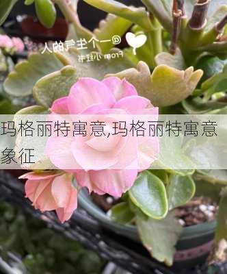 玛格丽特寓意,玛格丽特寓意象征-第1张图片-花卉百科