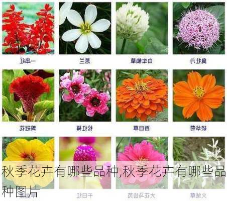 秋季花卉有哪些品种,秋季花卉有哪些品种图片-第1张图片-花卉百科