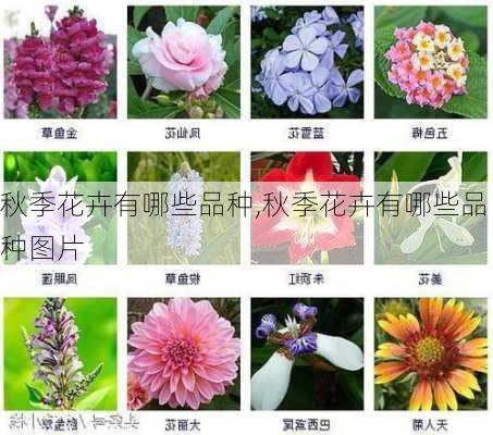 秋季花卉有哪些品种,秋季花卉有哪些品种图片-第2张图片-花卉百科