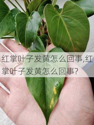 红掌叶子发黄怎么回事,红掌叶子发黄怎么回事?