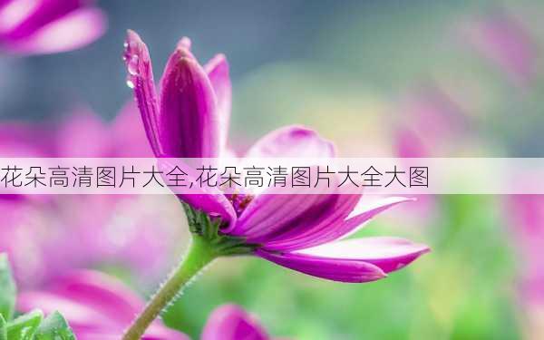 花朵高清图片大全,花朵高清图片大全大图