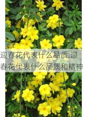 迎春花代表什么品质,迎春花代表什么品质和精神