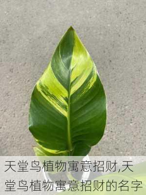 天堂鸟植物寓意招财,天堂鸟植物寓意招财的名字-第1张图片-花卉百科