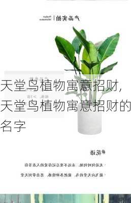 天堂鸟植物寓意招财,天堂鸟植物寓意招财的名字-第2张图片-花卉百科