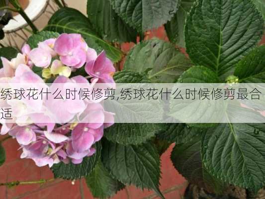 绣球花什么时候修剪,绣球花什么时候修剪最合适-第3张图片-花卉百科