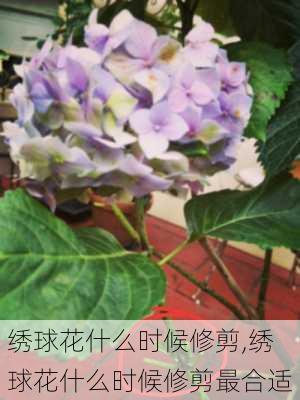 绣球花什么时候修剪,绣球花什么时候修剪最合适