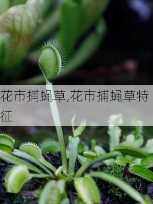 花市捕蝇草,花市捕蝇草特征-第1张图片-花卉百科