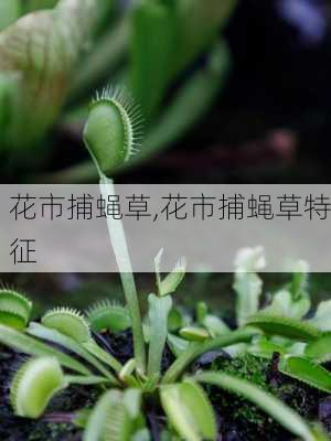 花市捕蝇草,花市捕蝇草特征-第2张图片-花卉百科