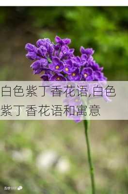 白色紫丁香花语,白色紫丁香花语和寓意