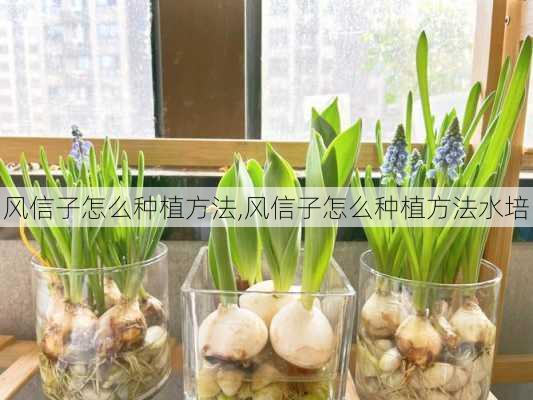 风信子怎么种植方法,风信子怎么种植方法水培