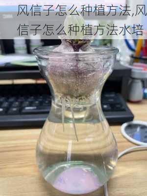 风信子怎么种植方法,风信子怎么种植方法水培-第2张图片-花卉百科