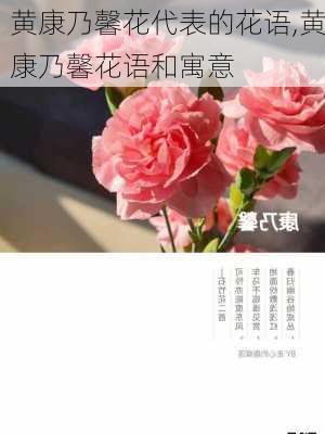 黄康乃馨花代表的花语,黄康乃馨花语和寓意-第2张图片-花卉百科