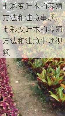 七彩变叶木的养殖方法和注意事项,七彩变叶木的养殖方法和注意事项视频-第3张图片-花卉百科