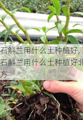 石斛兰用什么土种植好,石斛兰用什么土种植好北方