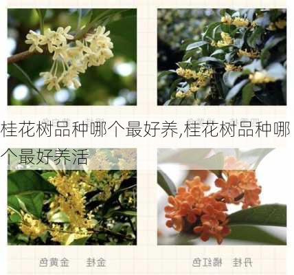 桂花树品种哪个最好养,桂花树品种哪个最好养活