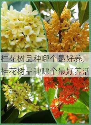 桂花树品种哪个最好养,桂花树品种哪个最好养活-第3张图片-花卉百科