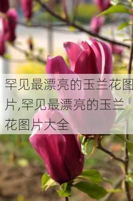 罕见最漂亮的玉兰花图片,罕见最漂亮的玉兰花图片大全-第3张图片-花卉百科