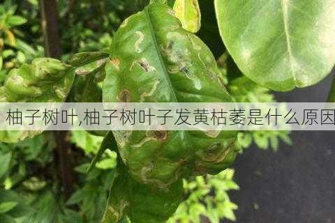 柚子树叶,柚子树叶子发黄枯萎是什么原因-第1张图片-花卉百科