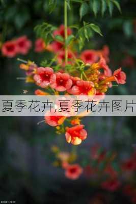 夏季花卉,夏季花卉图片-第2张图片-花卉百科