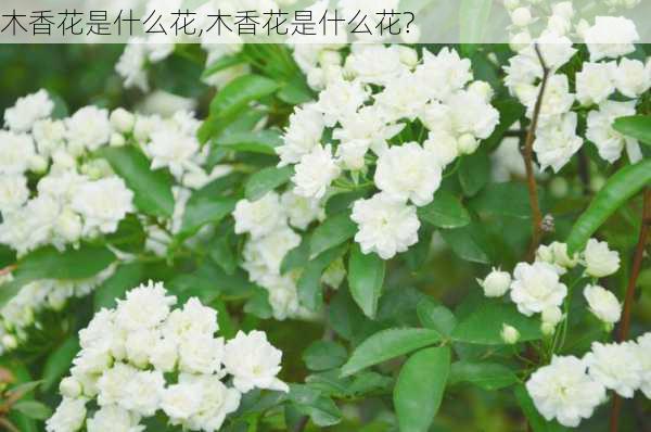 木香花是什么花,木香花是什么花?