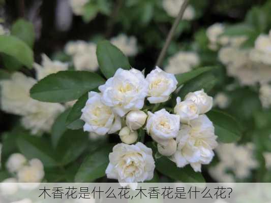 木香花是什么花,木香花是什么花?-第2张图片-花卉百科