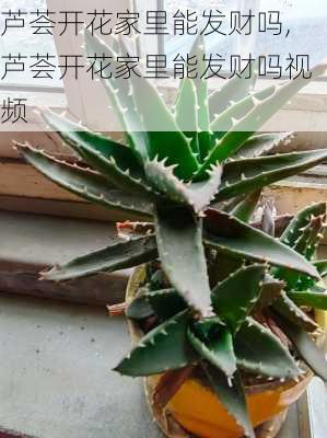 芦荟开花家里能发财吗,芦荟开花家里能发财吗视频-第2张图片-花卉百科