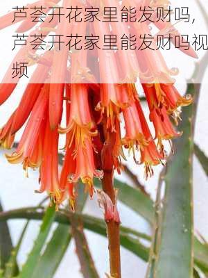 芦荟开花家里能发财吗,芦荟开花家里能发财吗视频