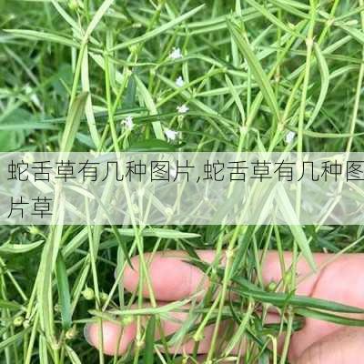 蛇舌草有几种图片,蛇舌草有几种图片草