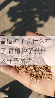 香椿种子长什么样子,香椿种子长什么样子图片