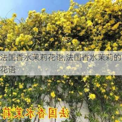 法国香水茉莉花语,法国香水茉莉的花语