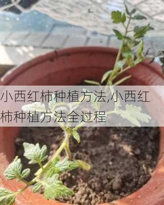 小西红柿种植方法,小西红柿种植方法全过程-第1张图片-花卉百科