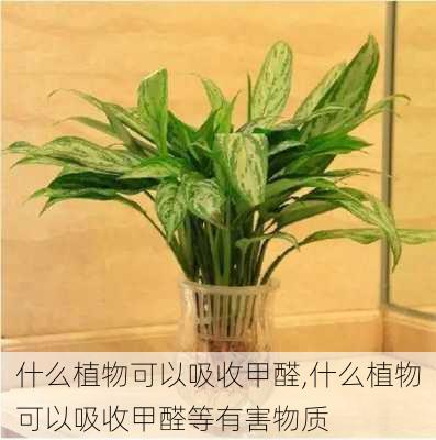 什么植物可以吸收甲醛,什么植物可以吸收甲醛等有害物质